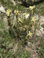 Pedicularis tuberosa