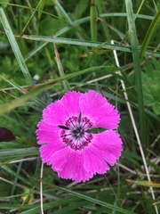 Dianthus alpinus