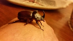 Oryctes nasicornis corniculatus