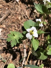 Viola canadensis scopulorum