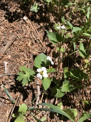 Viola canadensis scopulorum