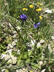 Veronica bellidioides