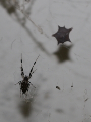 Zosis geniculata