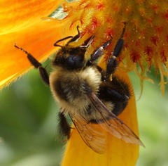 Bombus impatiens