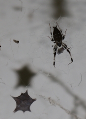 Zosis geniculata