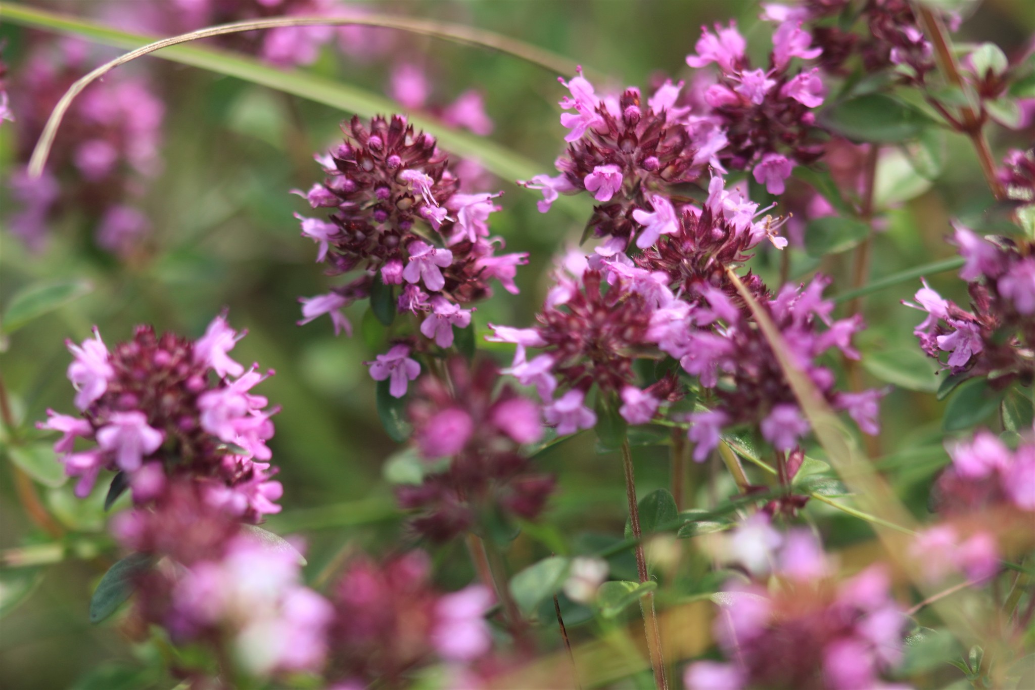 Thymus pulegioides subsp. pulegioides