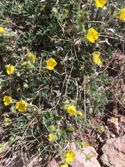Potentilla nivea