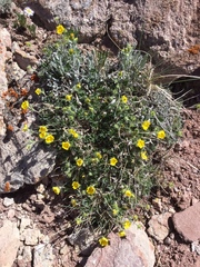 Potentilla nivea