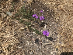 Glandularia latilobata