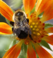 Bombus impatiens