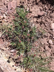 Eriogonum coloradense