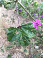 Malva sylvestris sylvestris