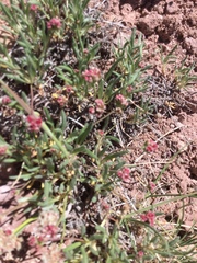 Eriogonum coloradense