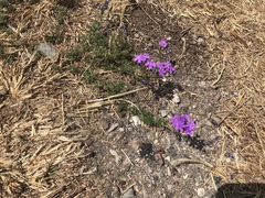 Glandularia latilobata