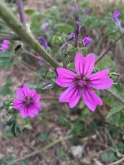 Malva sylvestris sylvestris