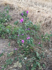 Malva sylvestris sylvestris