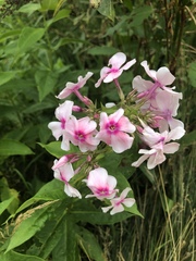 Phlox paniculata