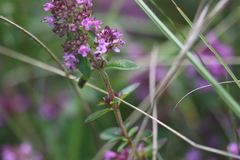 Thymus pulegioides pulegioides
