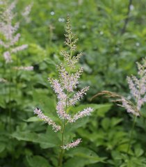 Astilbe microphylla