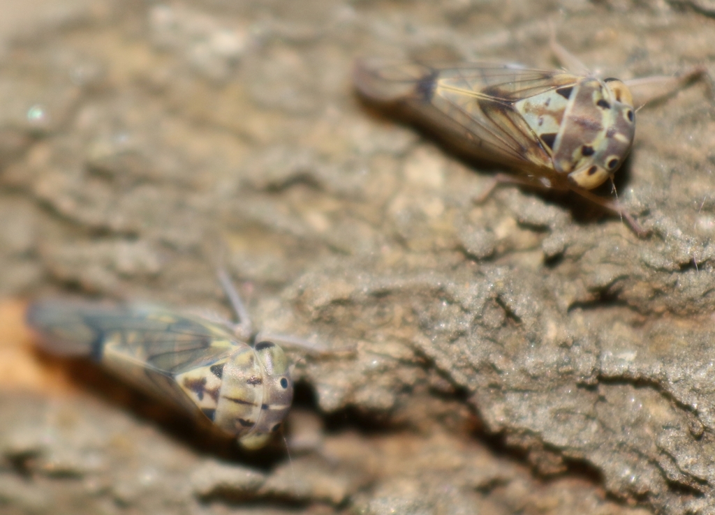 Amritodus atkinsoni