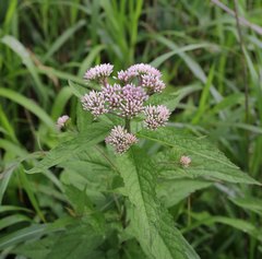 Eupatorium glehnii