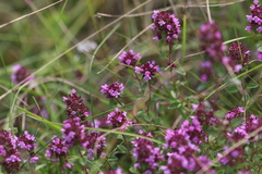 Thymus pulegioides pulegioides