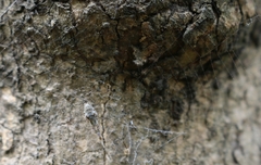 Zosis