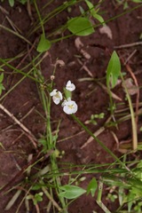 Sagittaria cuneata