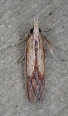 Ancylostomia stercorea