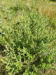 Lithospermum occidentale