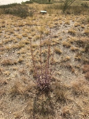 Penstemon parryi