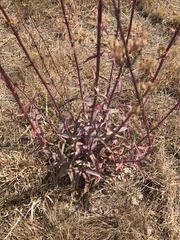 Penstemon parryi