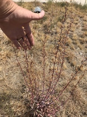 Penstemon parryi