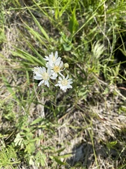 Solidago ptarmicoides