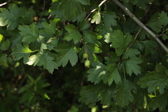 Crataegus monogyna
