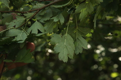 Crataegus monogyna