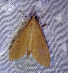 Epicorsia oedipodalis