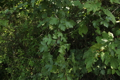 Crataegus monogyna