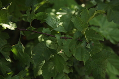 Crataegus monogyna