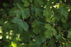 Crataegus monogyna