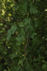 Crataegus monogyna
