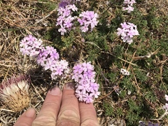 Glandularia latilobata