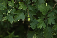 Crataegus monogyna
