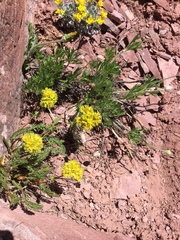 Anemone multifida multifida