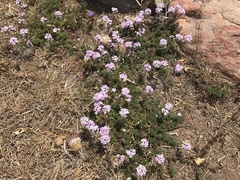 Glandularia latilobata