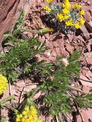 Anemone multifida multifida