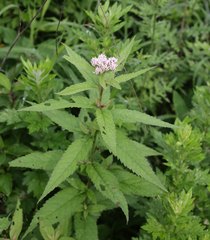 Eupatorium glehnii