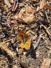 Boloria polaris