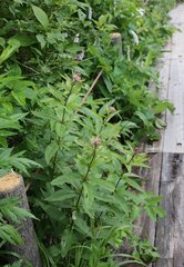 Eupatorium glehnii
