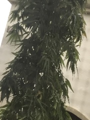 Polyalthia